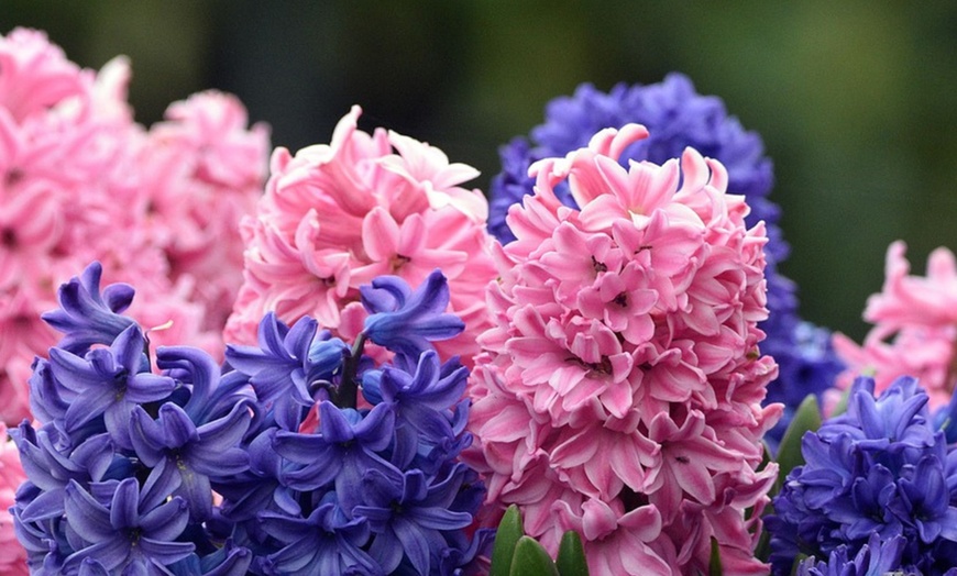 Image 6: Bis zu 40x Hyazinthen-Blumenzwiebel-Mischung