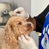 Image 1: Basic or Full Grooming for Small, Medium, Large or XL Size Dogs/Cats