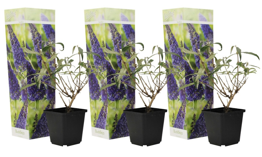 Image 4: 3 cespugli delle farfalle Buddleja
