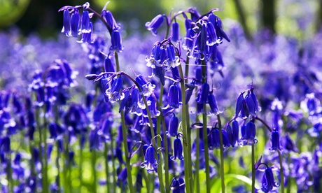 Groupon Unisex Blue English Bell Bulbs Collection: English Bells/32 Bulbs