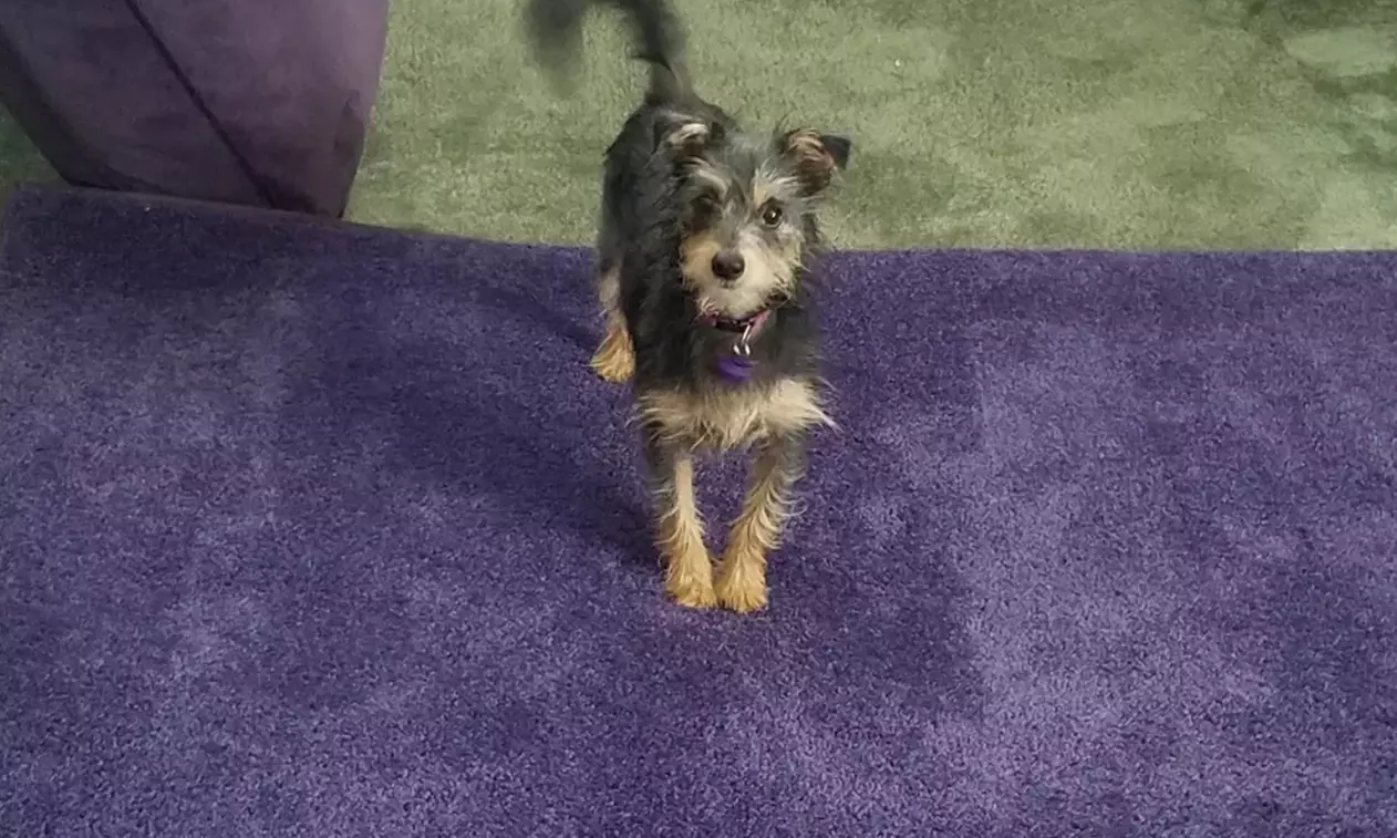 Carpet Cleaning for 2, 4, or 6 Rooms