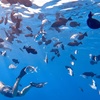 Image 1: Up to 40% Off Turtle Canyon Snorkel Sail – Waikiki Adventure