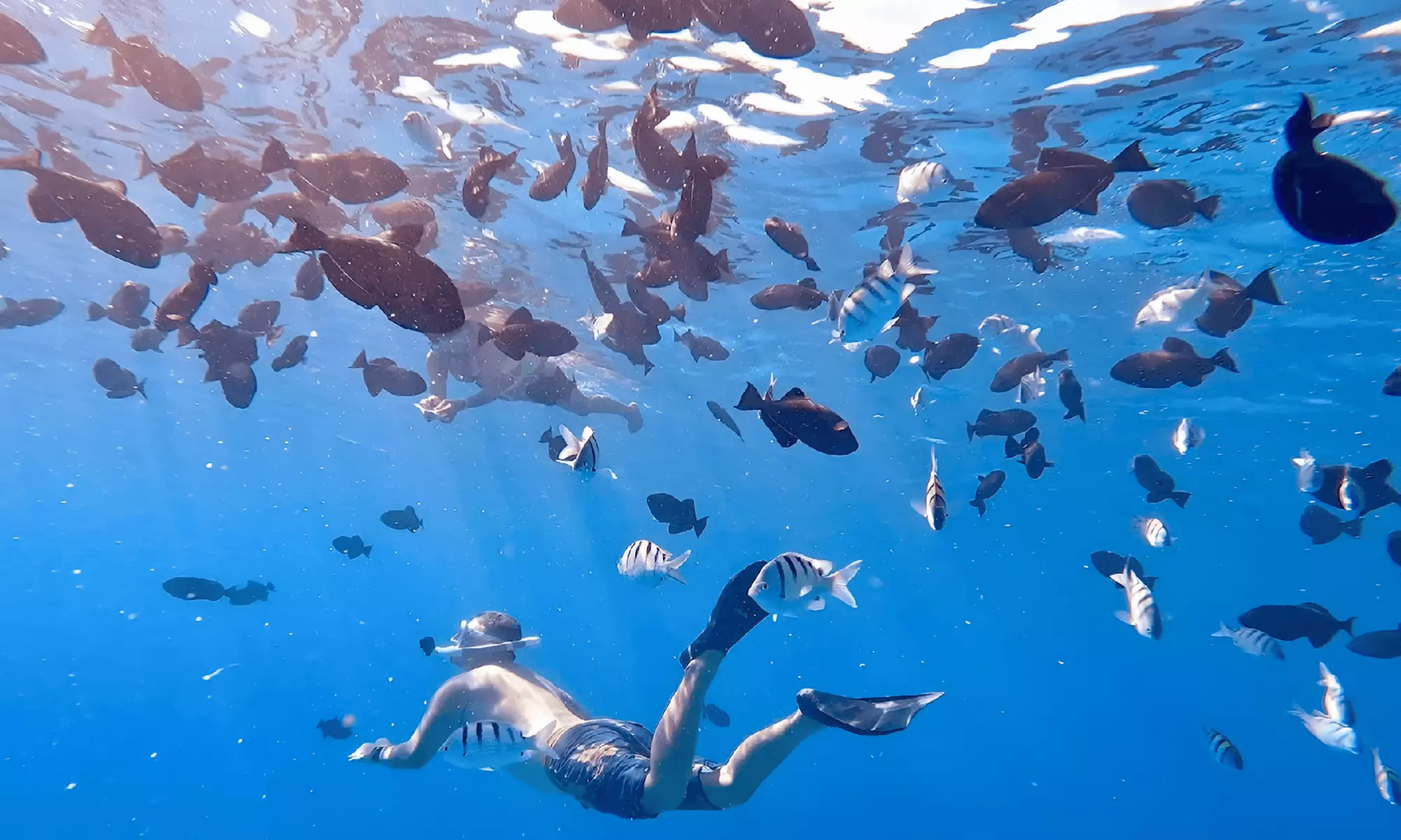 Up to 40% Off Turtle Canyon Snorkel Sail – Waikiki Adventure