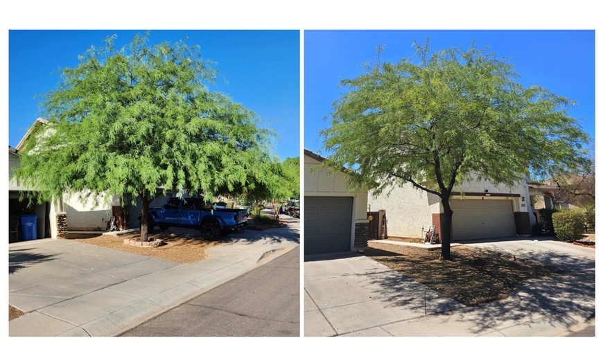 Image 2: Certified Arborist Consultation – Tree Health, Soil & Water Assessment
