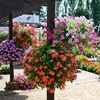 Image 2: 5, 10 or 20 Hanging Basket Mixed Collection Plants