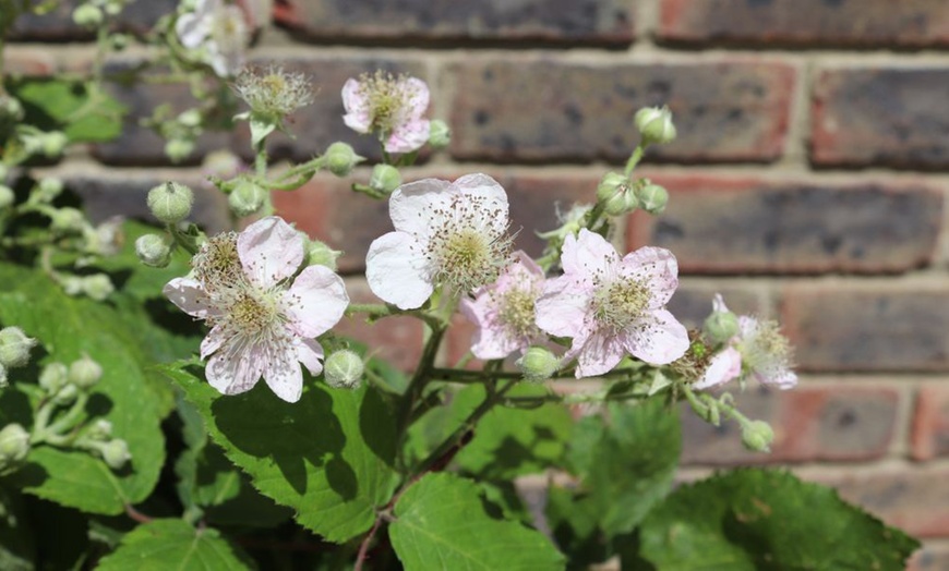 Image 3: Blackberry Growers Choice Blackberry Cultivars