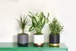 Air-Purifying Houseplant Collection - 3 or 6 Potted Plants - Second Medium