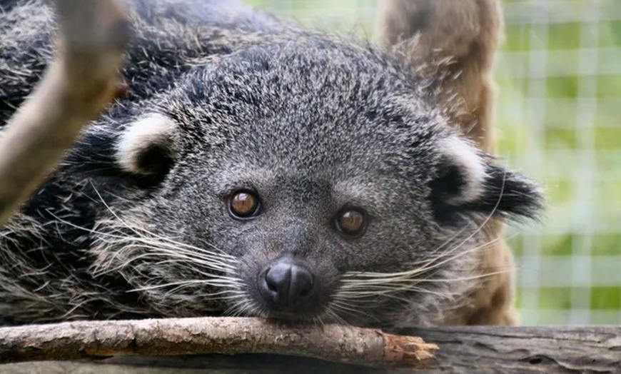 Image 12: Spannende Führung durch das Wildkatzenzentrum Felidae
