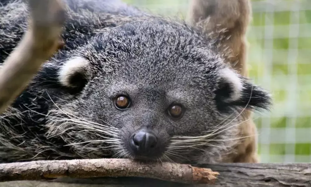 Spannende Führung durch das Wildkatzenzentrum Felidae