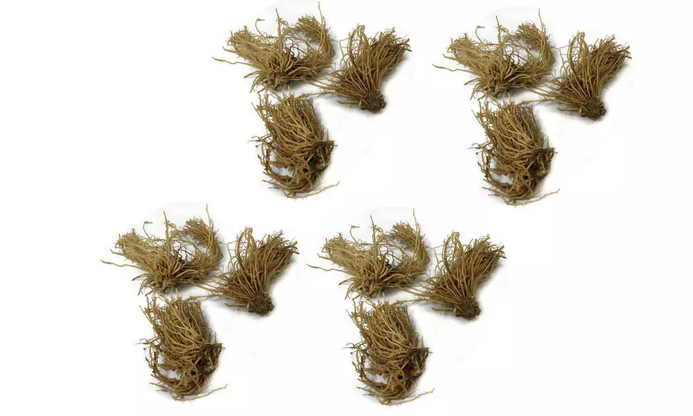 Hardy Heart-Shaped Hosta Bare Roots (Set of 6,12, or 24)