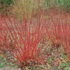 Image 2: Winter Hardy Shrubs - Cornus, Winter Jasmine - Sweet Box