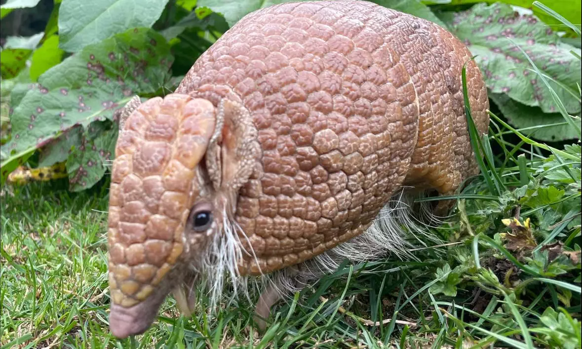 Embark on a Wild Adventure at Up to 58% Off at Exotic Zoo!