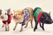 Explore and Enjoy 2-Hour Piggy Pet & Play Experience for a Child, Adult, or Family of Four (Up to 47% Off) - Image 2