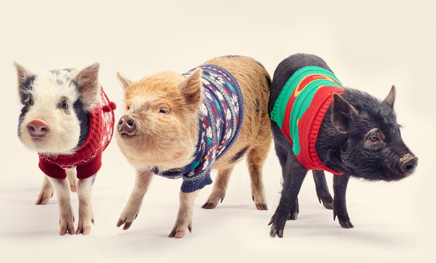 Image 2: 2-Hour Piggy Pet & Play Experience for a Child, Adult, or Family of 4