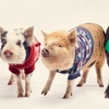 Image 2: 2-Hour Piggy Pet & Play Experience for a Child, Adult, or Family of 4