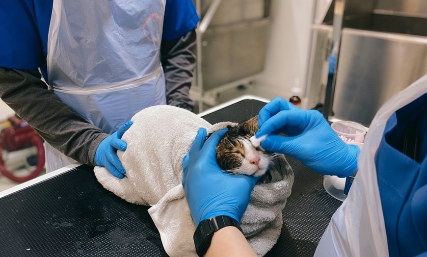 Image 11: Pet Grooming & Vaccine Care (Consultation, PCH/DHPPI, and Deworming)