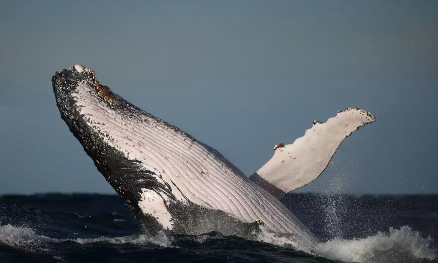 Image 2: 2.5-Hour Weekday or Weekend Whale Watching Cruise with Live Commentary