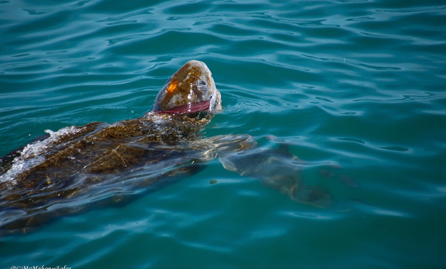 Image 11: Whale Watching Tour | Guaranteed Sightings | Cape Ann 