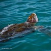 Image 11: Whale Watching Tour | Guaranteed Sightings | Cape Ann 