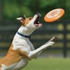 Image 16: One or Two Custom Pet Toys - Custom Frisbees or Bones Available!