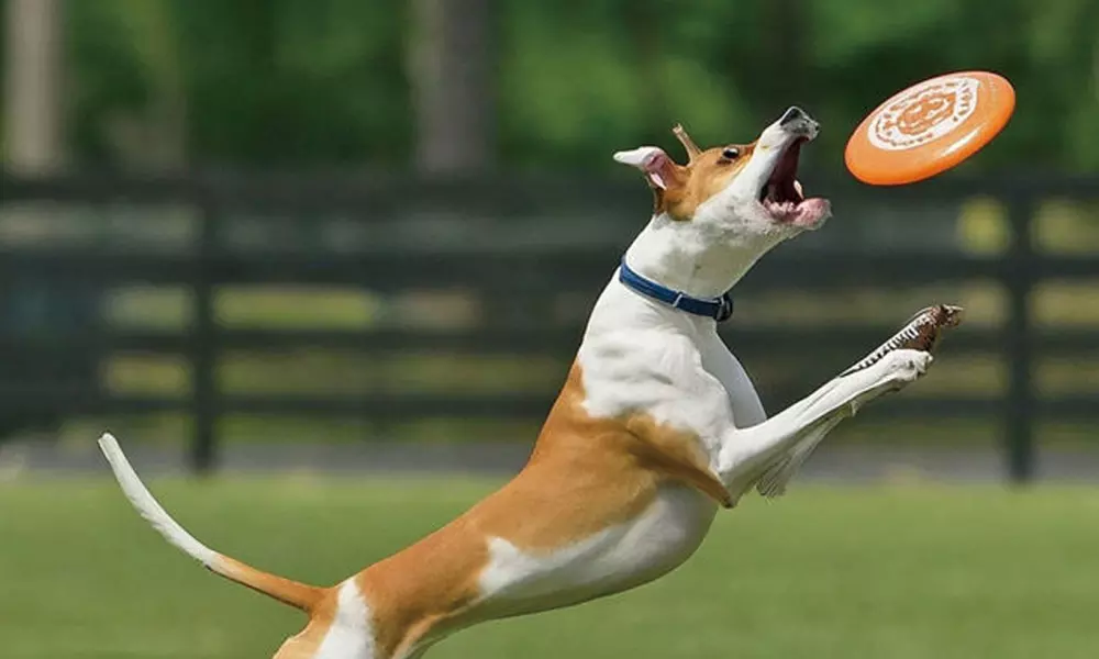 One or Two Custom Pet Toys - Custom Frisbees or Bones Available!