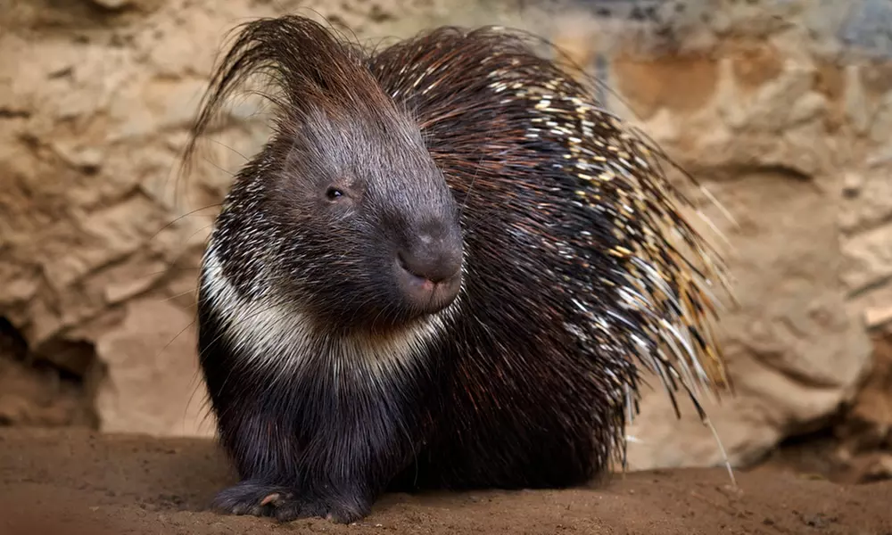 1 o 2 entradas de niño o adulto para el zoológico "La era de las aves"