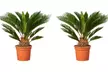 1 ou 2 Cycas du Japon "Cycas revoluta" de Gardenzo, hauteur au choix - Image 3