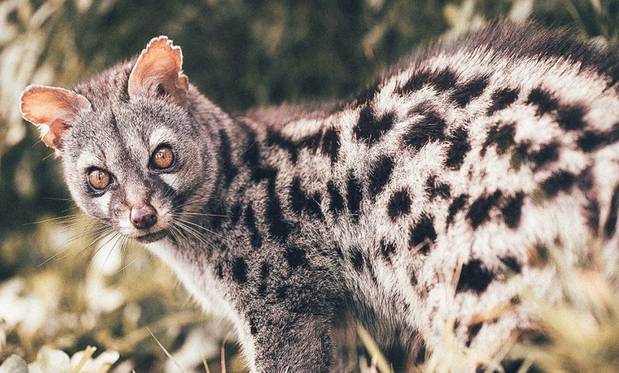 Image 5: Entradas al Zoo de Lillo para 2 adultos, 2 adultos y 1 niño o 2 niños
