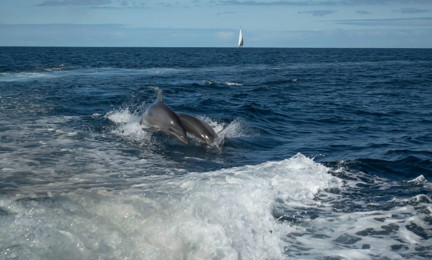 Image 2: Excursión en barco de 2 horas con comida y bebida 