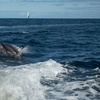 Image 2: Excursión en barco de 2 horas con comida y bebida 