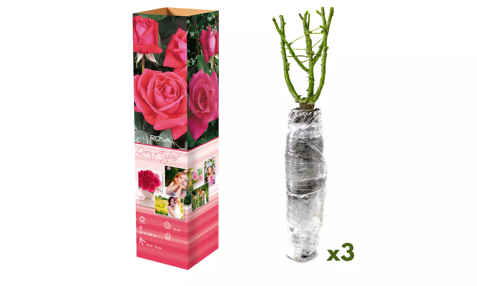 Set van 3 of 6 grootbloemige rozen