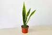 Air Purifying Beauty: The Iconic Snake Plant 'Laurentii' from House Plant Shop with Free Shipping (Up to 15% Off) - Second Medium