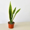 Image 7: Snake Plant 'Laurentii' in 3", 4", and 6" Sizes with Free Shipping (Up to 15% Off)