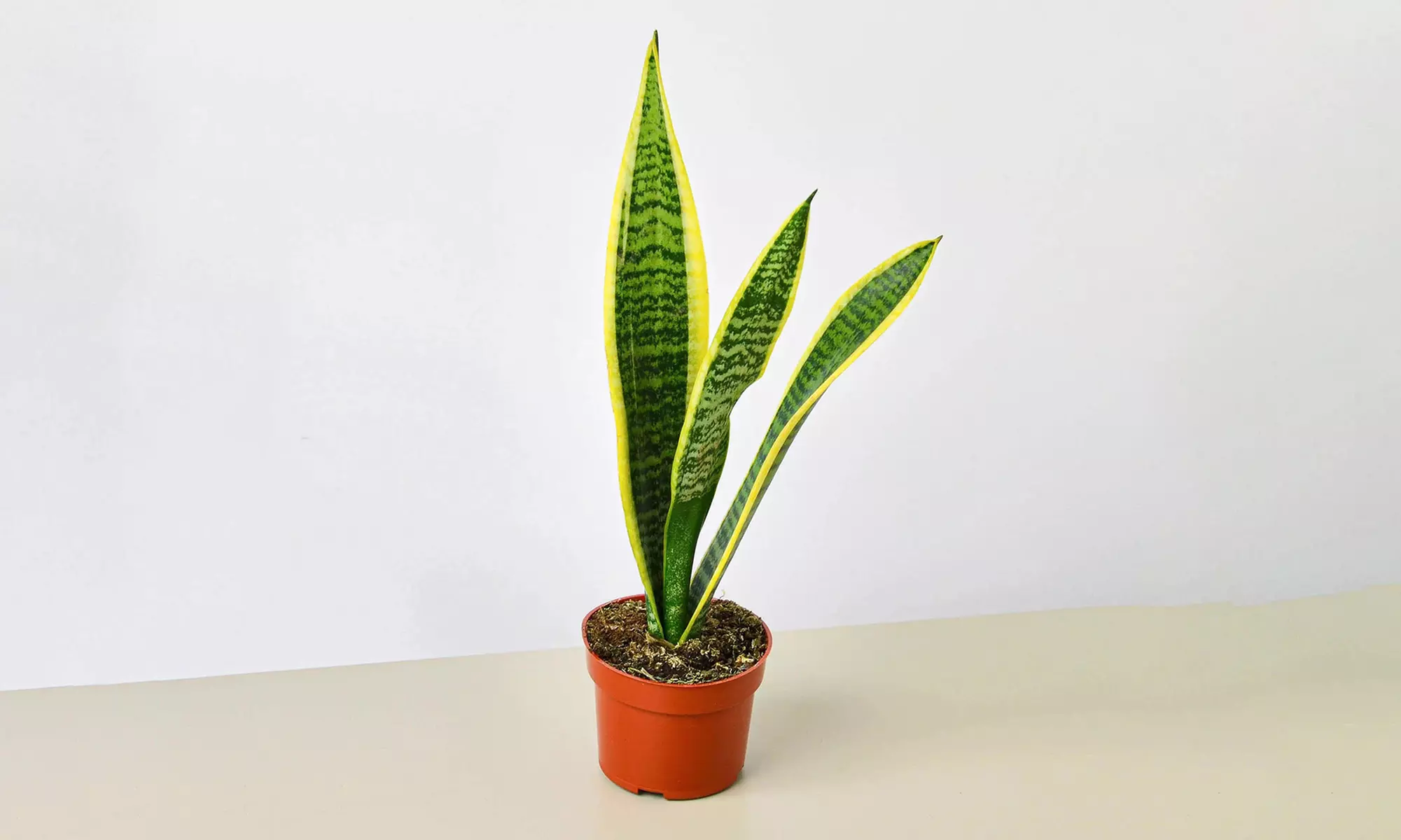 Air Purifying Snake Plant 'Laurentii' from House Plant Shop with Free Shipping (Up to 15% Off)