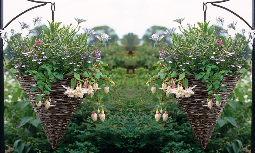 Image 2: Lobelia Laura Red - 10, 15 or 20 Plants with Optional Willow Baskets