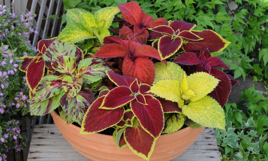 Image 7: 15 Mixed Garden Ready Summer Bedding Plant Collection