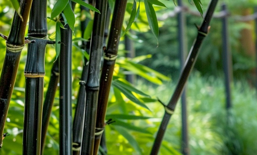 Image 3: Bambous noirs "Black Dragon - Fargesia nitida"