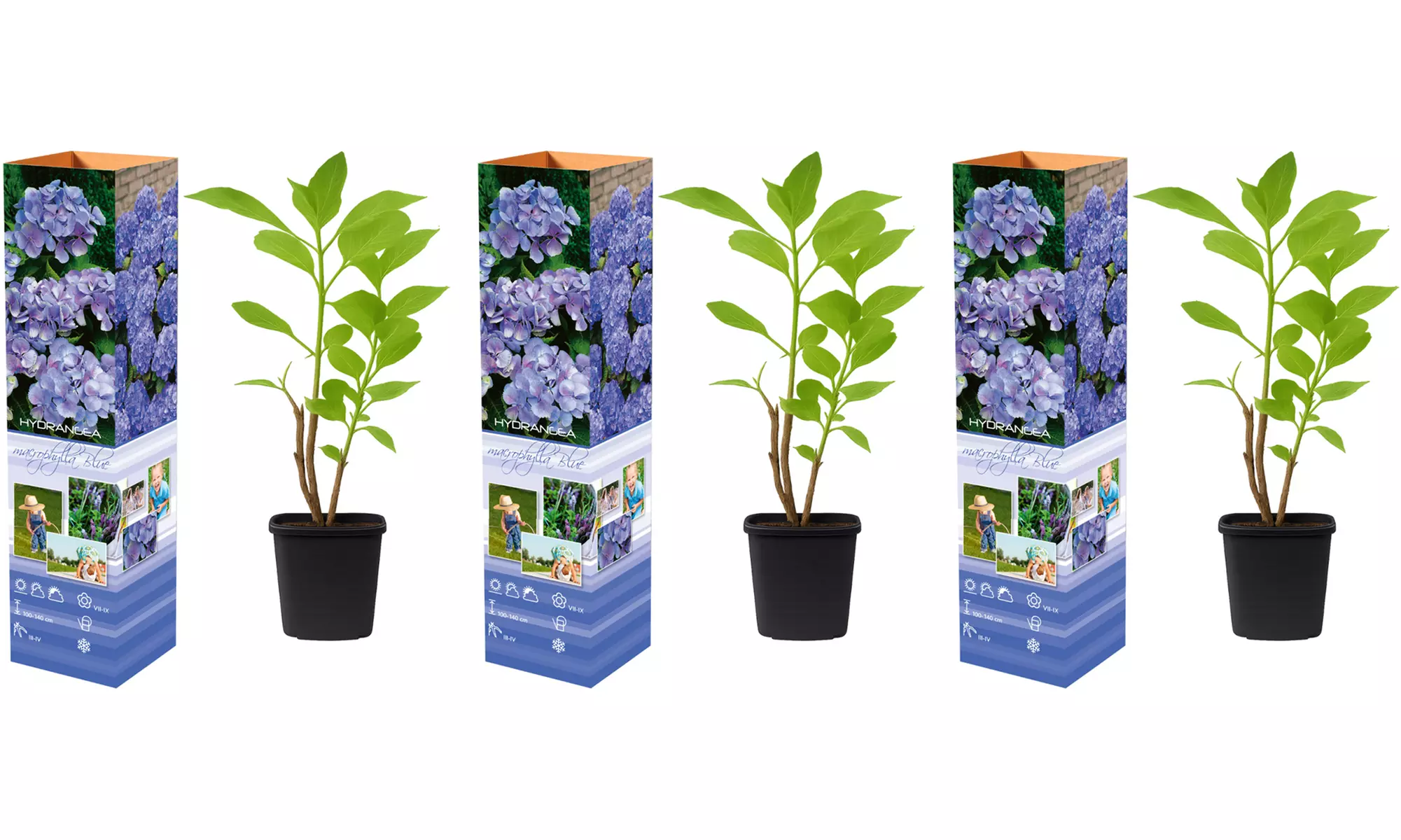 3er- oder 6er-Set Hortensien
