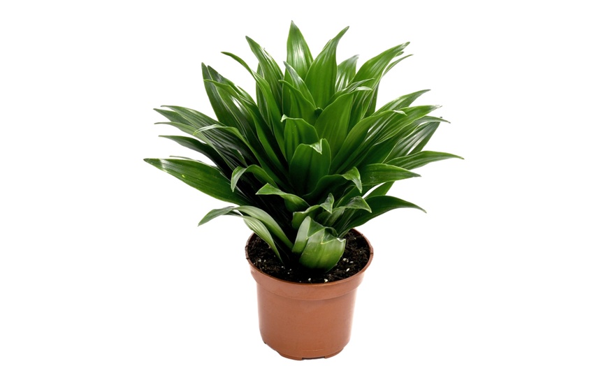 Image 4: Lote de 4 drácenas de variedades "Lemon Lime" y "Compacta" de Gardenzo