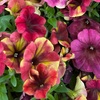 Image 9: Pack of 15 Garden Ready Mixed Variety Petunia Plants