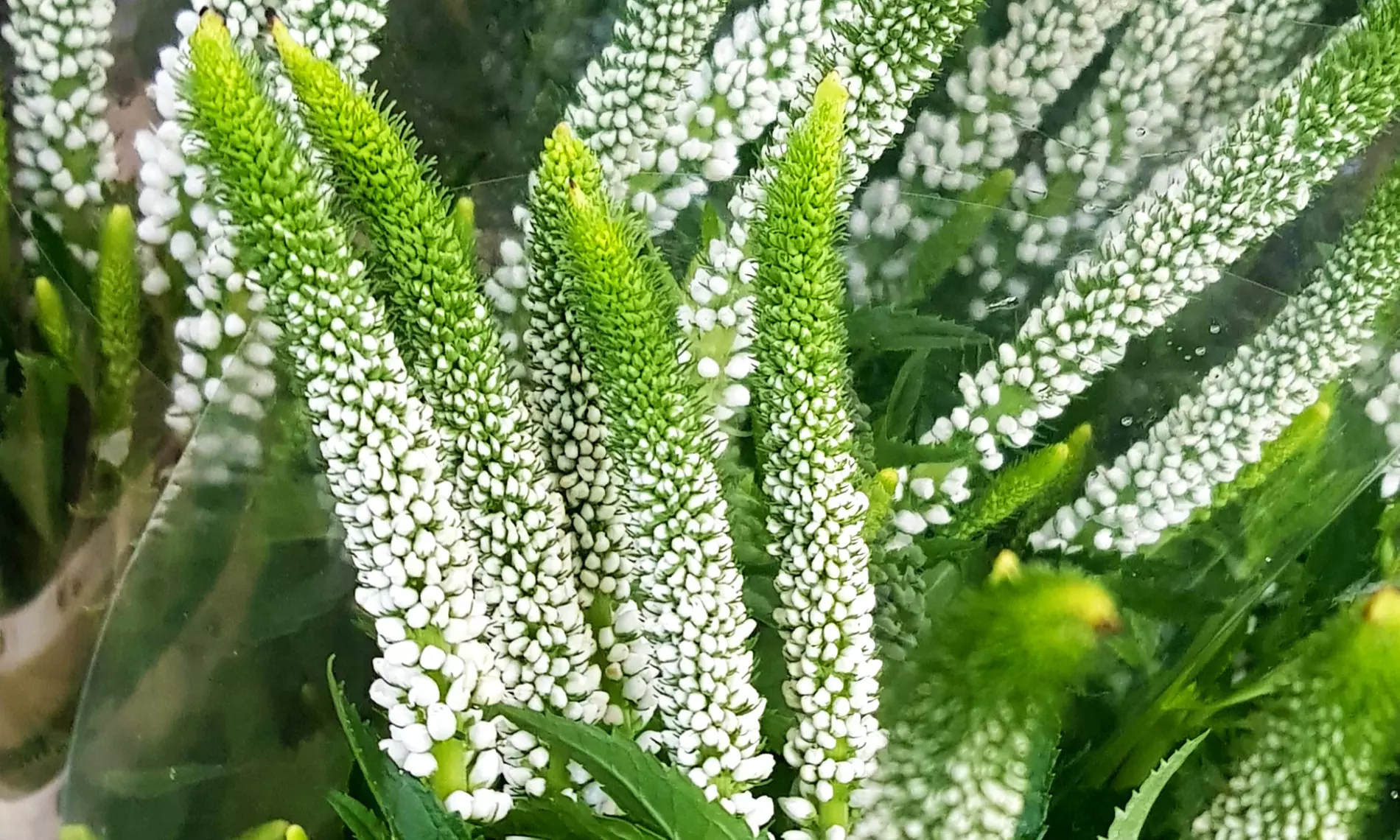 NatureNest borderplantenpakket Isa