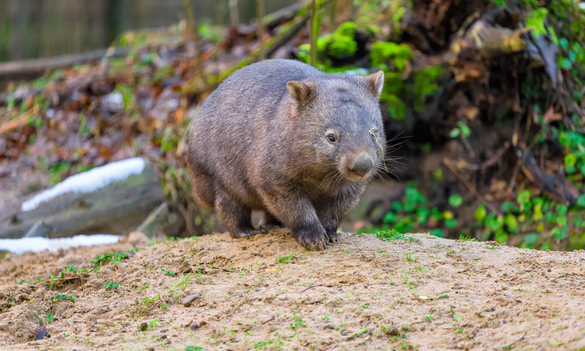 Einzigartig wild: Tageskarten für den Zoo Duisburg