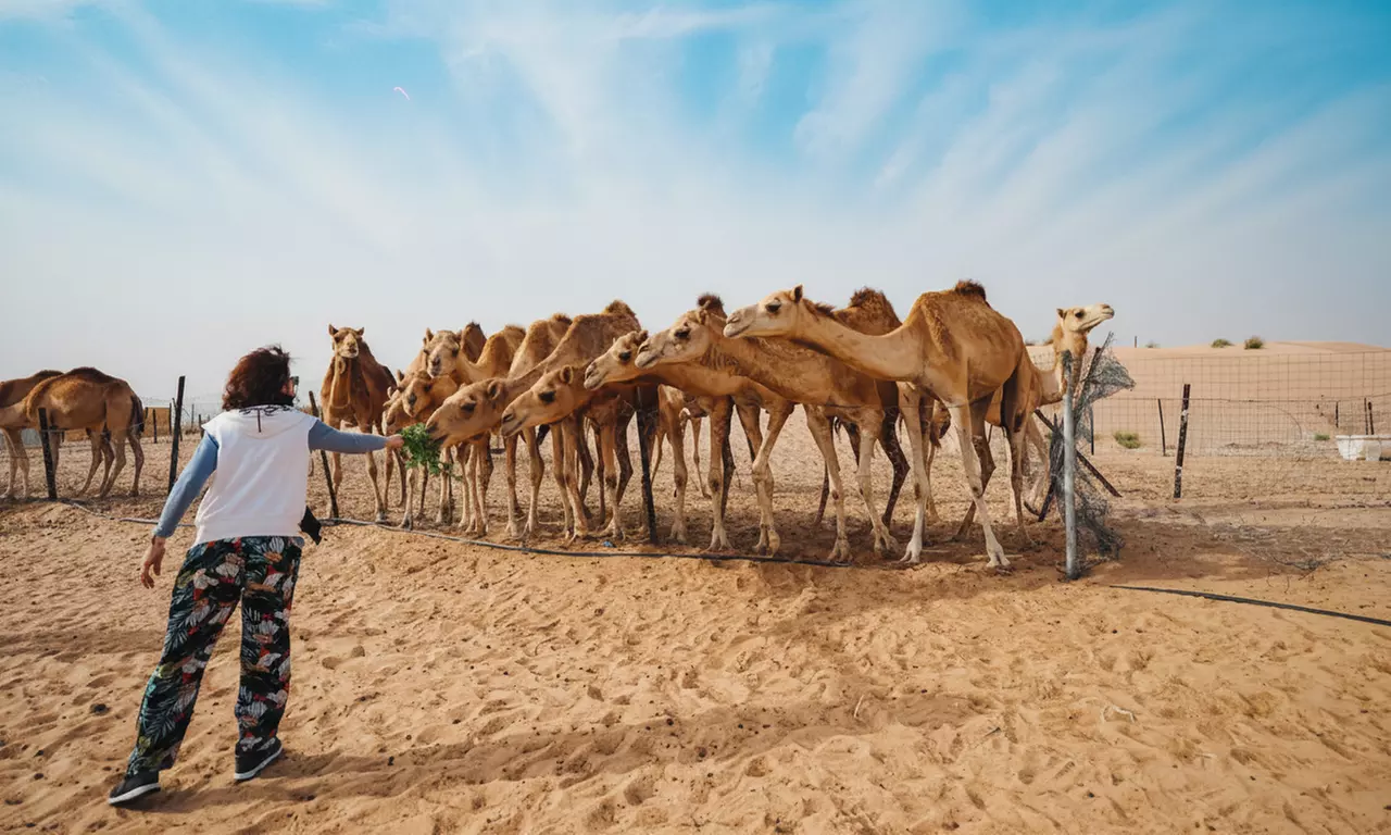 VIP Half-Day Desert Safari with Liwa Adventure Tours And Safari