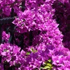 Image 1: YouGarden Bougainvillea Bush
