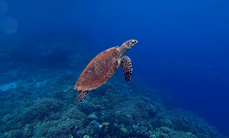 Image 6: Bautismo de buceo desde embarcación