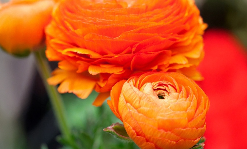 Image 2: Set van 80 ranonkelbollen van Rootz