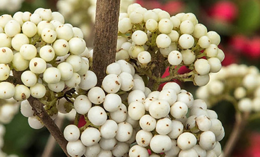 Image 2: 3L Pot Callicarpa bodinieri 'Magical Snowstar'