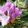 Image 1: Rhododendron Hybrid Lilac
