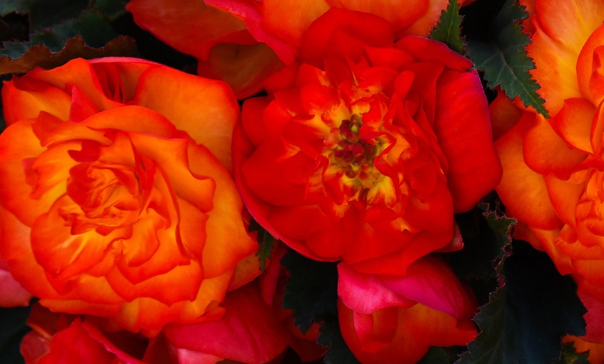 Image 7: Begonia Garden Ready Plants - 15 or 30 Plants