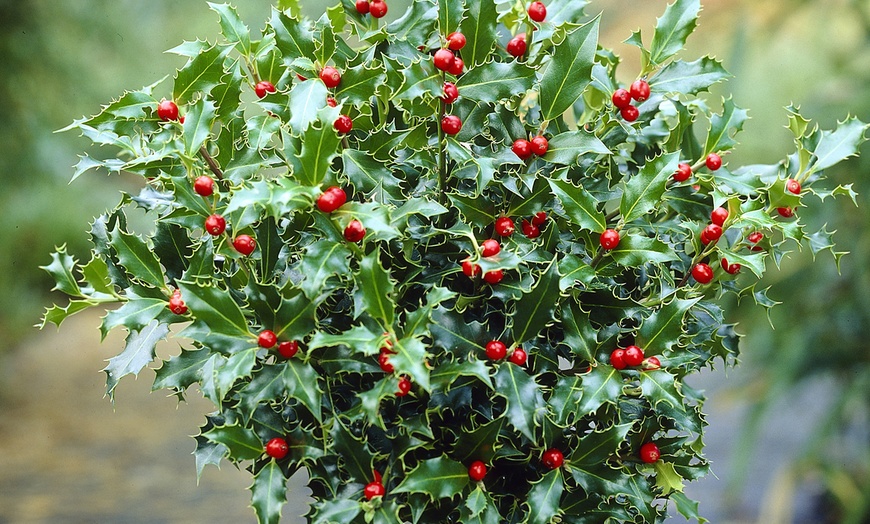 Image 2: Holly Ilex x meserveae 'Blue Maid' Standard Plant